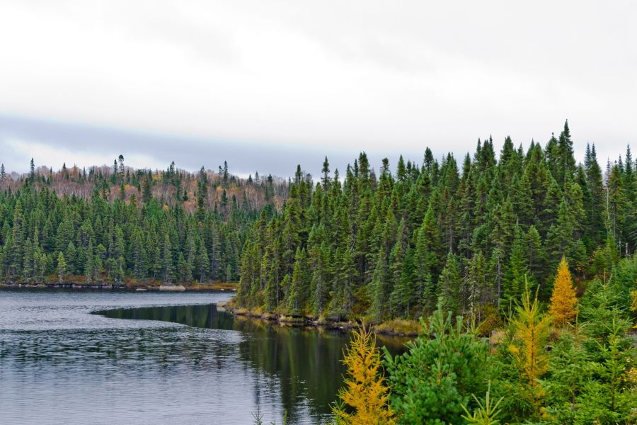 Northern Ontario landscape showing a forest and a body of water